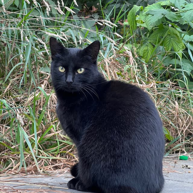 Богдан Тест Богдан Тест - Психіатр, Психолог